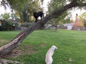 Tree-climbing dog