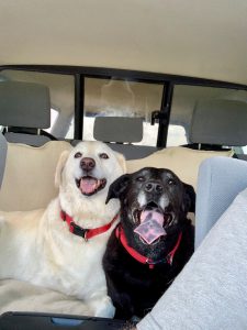 The dogs in the back seat of the truck