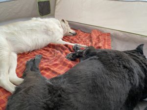 Sleeping pups in the tent